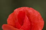 Papaver rhoeas.tif