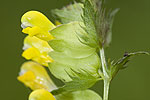 Rhinanthus minor.tif
