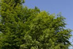 Salix caprea (form).tif