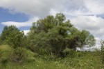 Salix elaeagnos (form).tif