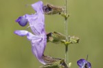 Salvia ringens.tif