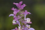 Salvia sclarea.tif