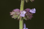 Salvia verticillata.tif