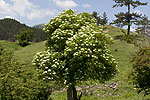 Sambucus nigra (form) 02.tif