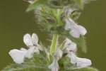 Stachys plumosa.tif