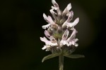 Stachys scardica.tif