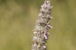 Stachys tymphaea.tif