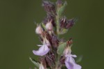 Teucrium chamaedrys.tif
