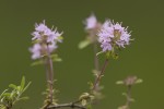 Thymus longicaulis.tif