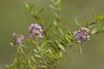 Thymus longicaulis.tif