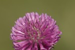 Τριφύλι το αλπικό (Trifolium alpestre)<span class=\'common_name\'>, τριφύλλι</span>