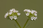Valerianella coronata.tif