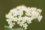 Viburnum lantana.tif